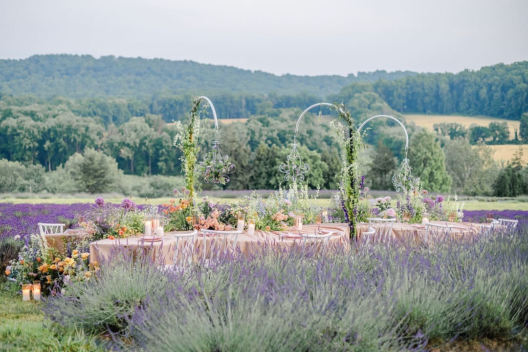 Lavender Haze Editorial in Chester County